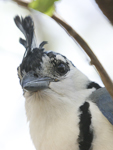 White-throated Magpie-Jay    Calocitta formosa